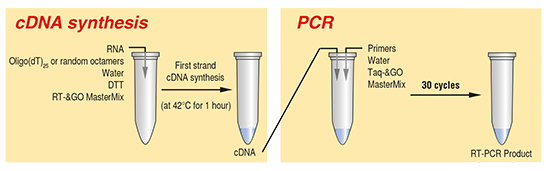 دوره آموزشی  PCR&RT-PCR
